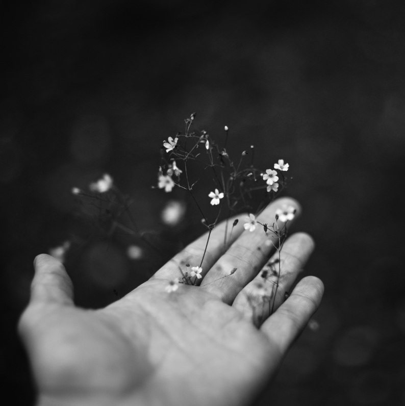 Blumen fallen in eine Hand